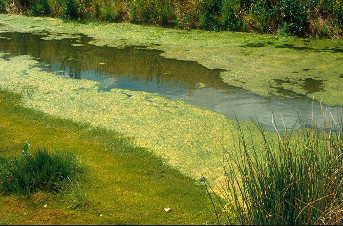 turbidity Low nutrients Low algal counts