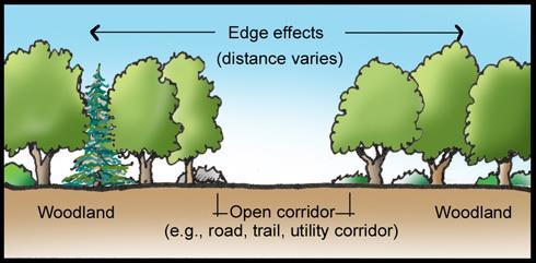 Edge Effects The creation of habitat patches from formerly continuous woodlands modifies the microclimate of the forest, resulting in increased edge effects.