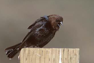 The brown-headed cowbird is a nest