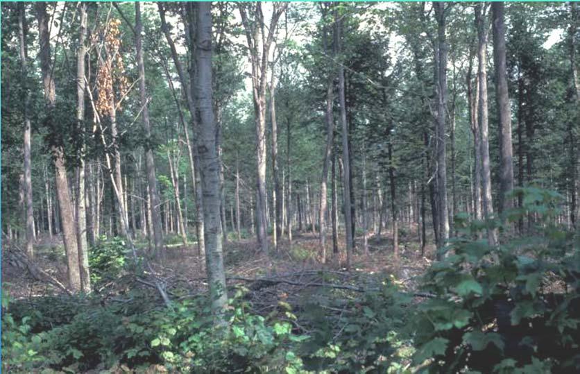 Talk outline Popular misconceptions about silviculture Introducing shrubland Popular misconceptions about shrubland Shrubland