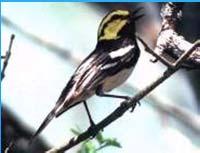 Endangered passerines in the lower 48 states Trends in scrub-shrub habitat in New England % forest in
