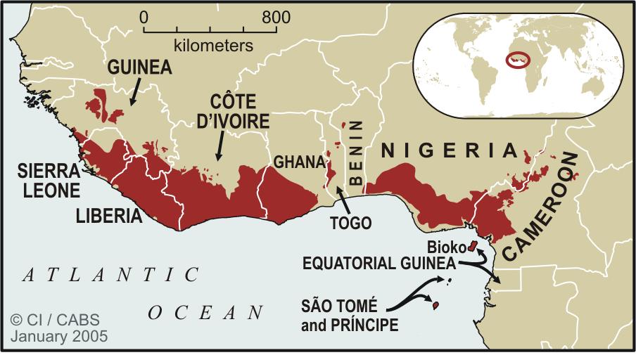 The Guinean