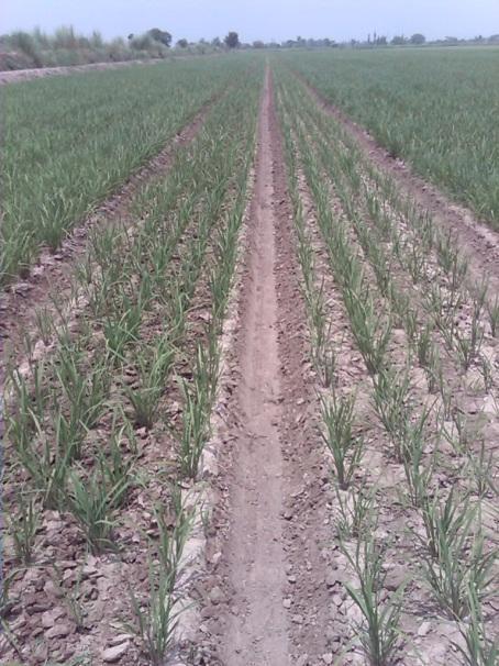 96 inches (20 to 244 CM) row spacing.