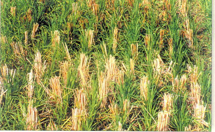 Ricewheat production in the state has increased many folds since its inception.