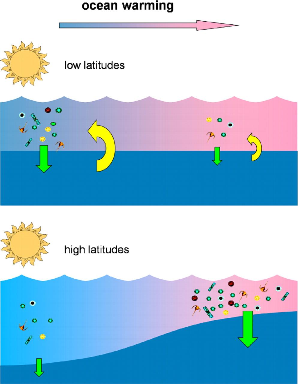 Schematic model illustrating the effect of sea-surface warming on upper-ocean processes in low (Upper) and high (Lower) latitudes.
