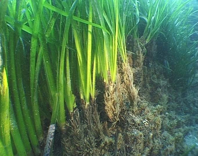 1) Encrusted epiphytes were dependennt on normal ph 2) Seagrass thrive wonderfully at reduced ph Posidonia oceanica (a seagrass of the Mediterranean) Seagrass