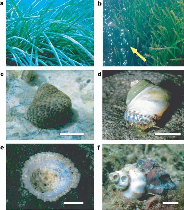 Friskt eksemplar av Hexaplex trunculus Kalkskall i oppløsning a: Posidonia oceanica with aufwuchs