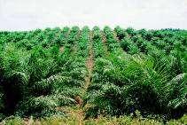 Oil palm Planted Area 739,360 ha Harvested Area 643,840 ha Production (FFB) 13 mil.