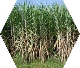Sugarcane and Sugar