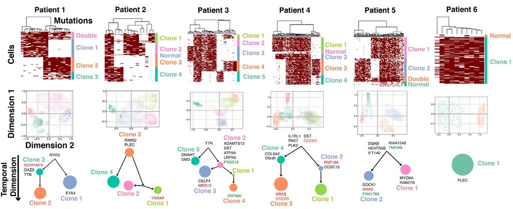 Single cell sequencing reveals clonal structure