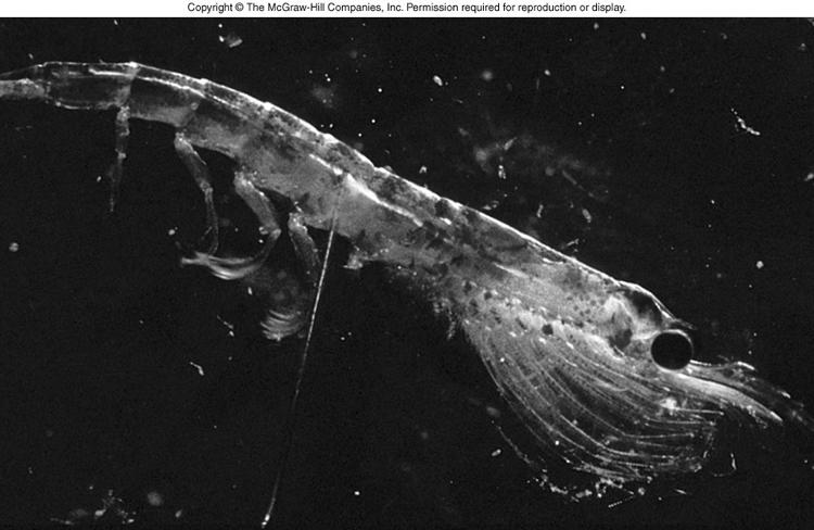 First link in all marine chains: Zooplankton Zooplankton are herbivore plankton Most numerous and massive population of herbivores on