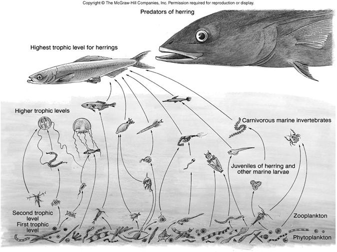 Food Web Example: Herring Web = complex interconnected chains Webs = pathways of nutrients & energy Notice: Organisms feed at various levels Organisms occupy various levels during life