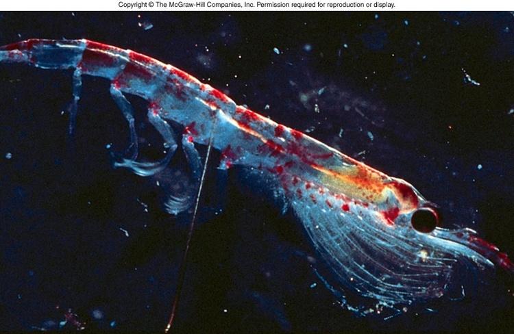 First link in all marine chains: Zooplankton