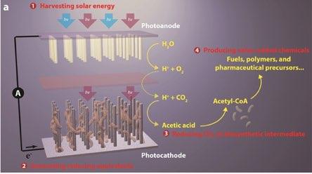 artificial photosynthesis Berkeley lab nanowire array CO2 reduced to acetyl CoA methane discussion