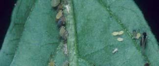 Aphids on LA Soybean in