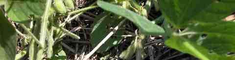 Early Season TCAH Injury and Loss Feeding low on main stem can cause