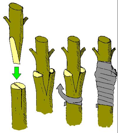 3. GRAFTING: - A BRANCH of one type of plant is placed into the CUT of ANOTHER. They must be CLOSELY RELATED.