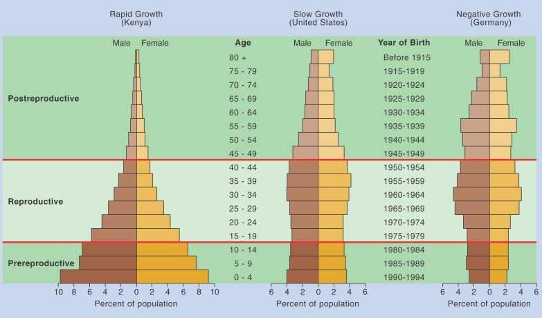 Phase IN factors always exceeds OUT Lag Phase High natality and high mortality Plenty of resources Age distribution Distribution of individuals among age groups.