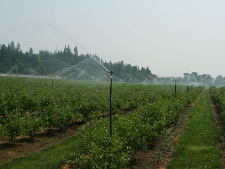 Blueberry Irrigation in Oregon Sprinklers Drip