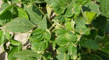 Dicamba-Resistant Soybeans