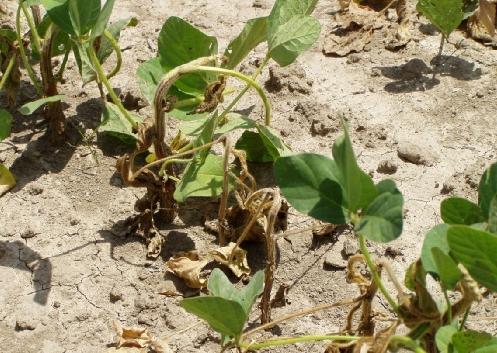 Dicamba is an excellent broadleaf