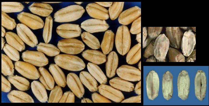 Mycotoxin Contaminated Wheat