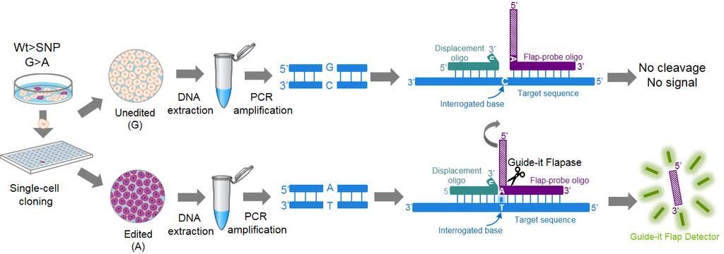 Guide-it SNP Screening Kit User Manual If the editing is not successful, the wild-type nucleotide is not complementary to the corresponding nucleotide in the flap-probe oligo and remains unpaired
