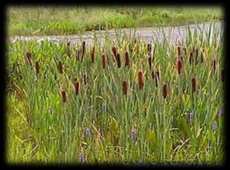 Emergent Plants Cattails manually pull as young plants appear.