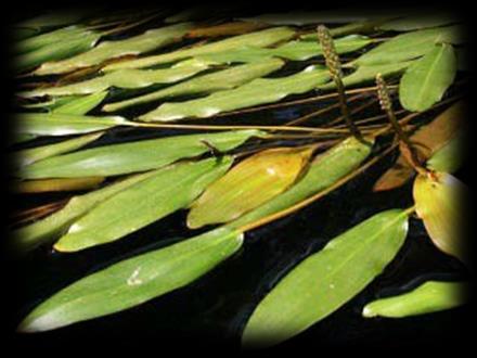 Floating- leaved Plants Lily pads Manually