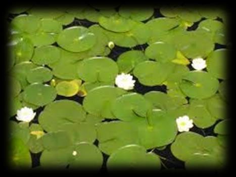 Floating leaf pondweeds can be an asset