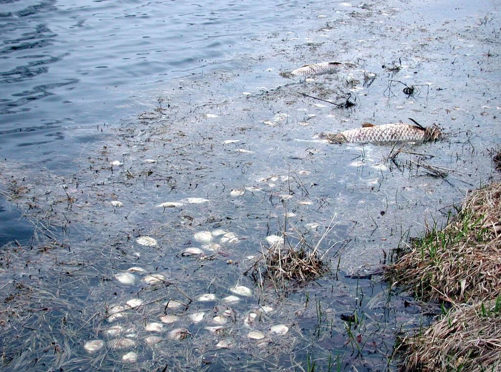 Reasons for Fish Kills Direct herbicide toxicity-