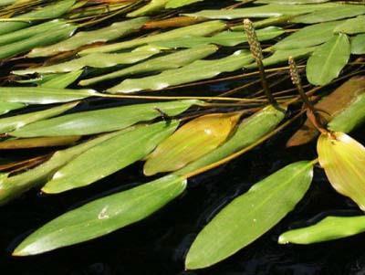 Pros of Aquatic Plants Oxygen production. Algae excellent at taking up ammonia directly, submerged plants fair.