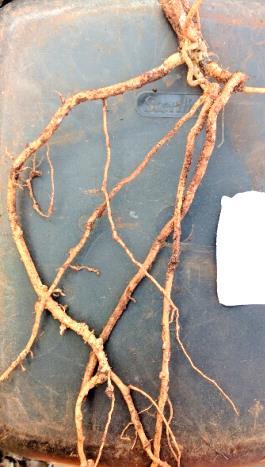 Velum or sunn hemp cover crop treatments in a field trial at