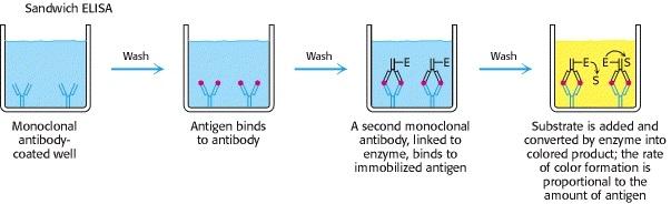 Enzyme-Linked Immunosorbent Assay 14 ELISA Ab are absorbed to the surface of solid phase Enzymes coated-ab are added à wash