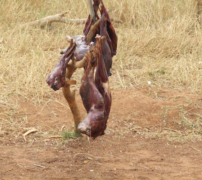 The harvesting of animals in Sudan takes the following forms: -commercial poaching for non-meat products*, -bushmeat culture and industry, -combination of both.