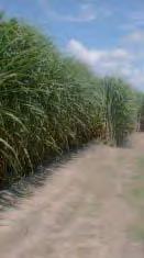 Figure 19: Aspects of sugarcane