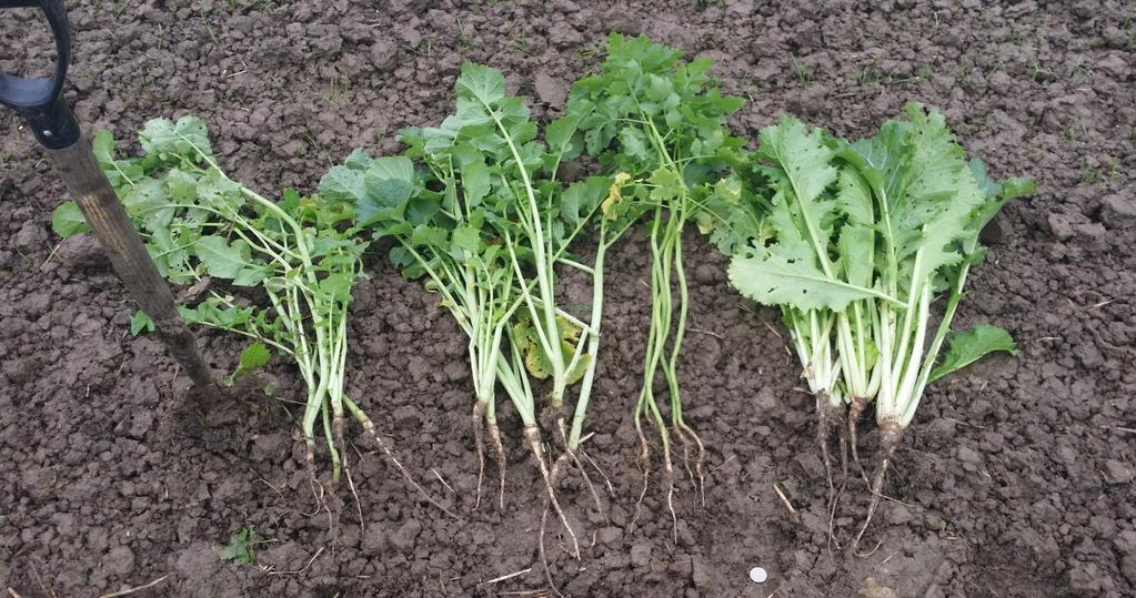 Brassica Cover crop roots Radish A