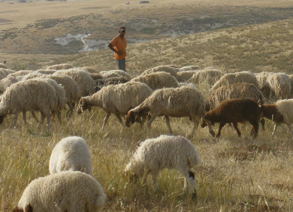 Herding and Dairy Initiative at Project Wadi Attir Animal Husbandry and Dairy Production in the Negev: A Brief Overview Both sheep and goats have been raised in the region of Israel for thousands of