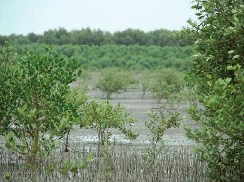 Therefore, the net effect of sediment trapping by mangroves and its contribution to the clearing of coastal waters is hard to predict.