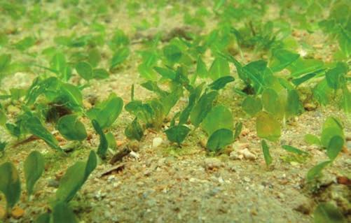 Clockwise: Bintan seagrass shading experiment (Paul Erftemeijer), seagrass (Paul Erftemeijer), seagrass (Siti Yaakub).