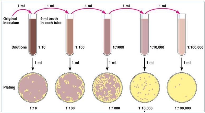 Measuring Bacterial growth: This measurement is done to know two main things: 1 Cell concentration: the number of bacterial cells per unit volume of the culture.