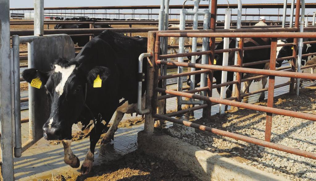 10 GEA ADVANCED ANIMAL IDENTIFICATION AND HERD MANAGEMENT SYSTEMS AutoSelect 3000 The AutoSelect 3000 provides automated control for individual cows and fully-automated individual cow sorting with up