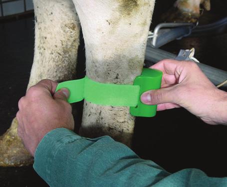 GEA ADVANCED ANIMAL IDENTIFICATION AND HERD MANAGEMENT SYSTEMS 11 AutoSelect 3000SA AutoSelect 3000SA is a stand alone individual sort system, the first step toward automated cow sorting with up to