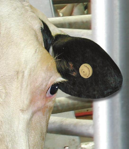 The Ear Tag ID system recognizes all types of ISO-compliant* (11784 and 11785) ear tags for optimum individual animal identification and management.