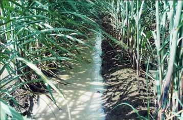 10 Drainage strategies Good drainage of cane blocks can be achieved in a number of ways: laser levelling, subsurface slotted pipes, mole drains, lowered headlands, and mounding.