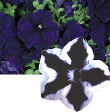The quest for purpler petunias Plant biotechnologists strategy was to try to boost the activity of an enzyme involved in the production of anthrocyanin pigments The researchers hooked up the gene to