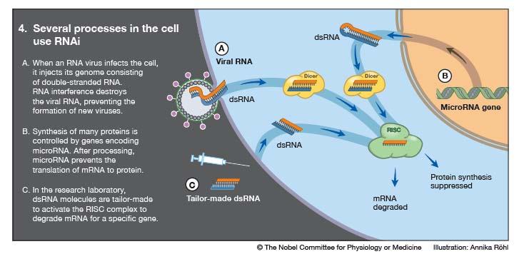 These and other investigations (with funny outcomes) in other organisms converged on an ancient RNA silencing system that is conserved in fungi, plants and animals RNAi has