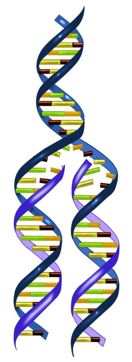 DNA replication is the process of producing 2 identical replicas from one original DNA molecule Replicate means to copy During replication, the DNA molecule separates into