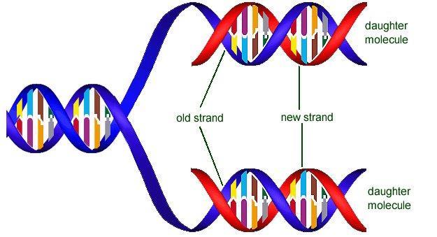 Each new DNA strand (daughter chromosome) is made up of 1