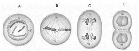 Mitosis is a form of asexual reproductionmeans only 1 organism required Occurs in response to the body s need for